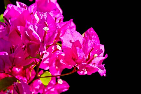 flowersの写真素材