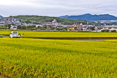 rice fieldsのeditorial素材