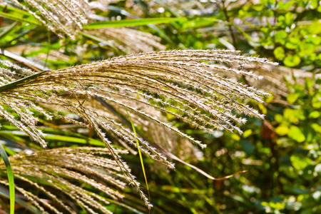 pampas grasses
