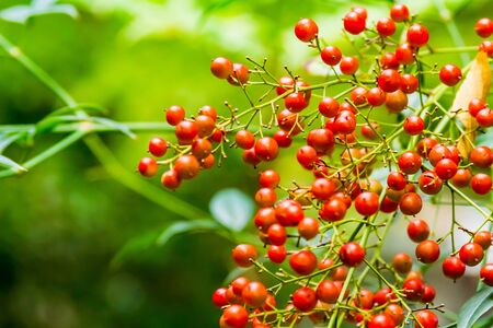 Red fruitの写真素材