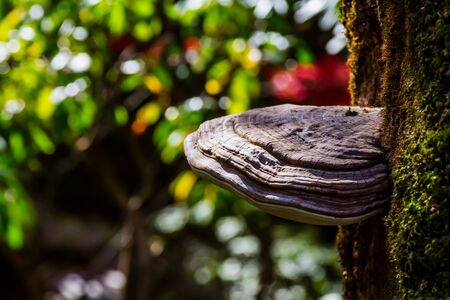 Mushroomの写真素材