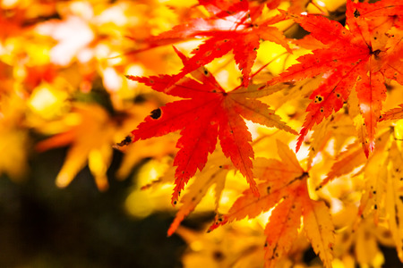 japanese autumn leavesの写真素材