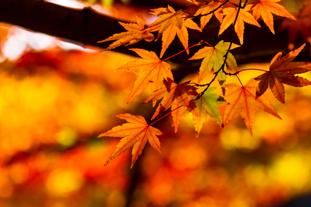 Mapleの写真素材