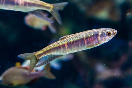Fish