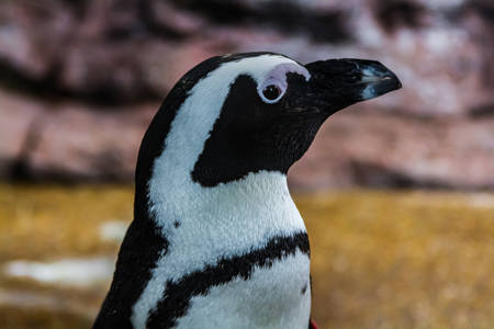 Penguinの写真素材