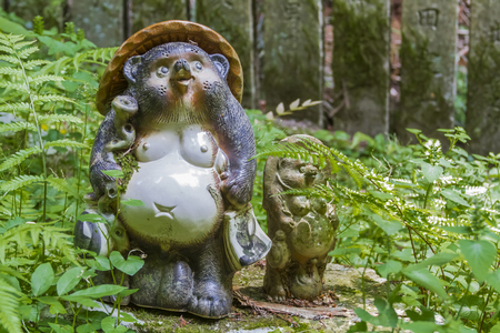 Raccoon dogの写真素材