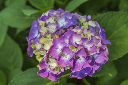 Hydrangeaの写真素材