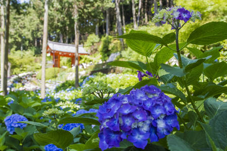 Hydrangeaの写真素材