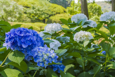 Hydrangeaの写真素材