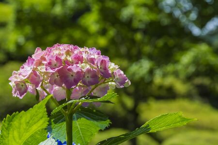 Hydrangeaの写真素材