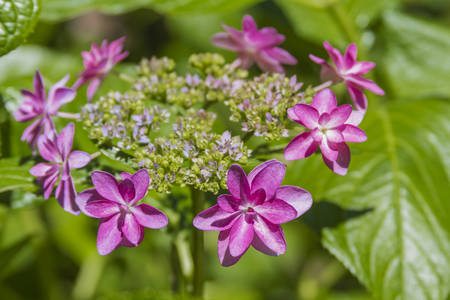 Hydrangeaの写真素材