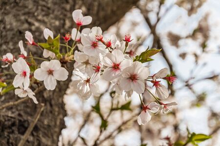 Cherry blossoms in Naraの写真素材