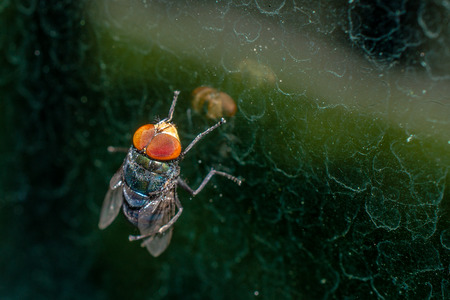 Colorful fly on the mirrorの写真素材