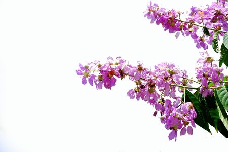 Purple flowers with white background