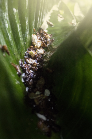 Light leavesの写真素材