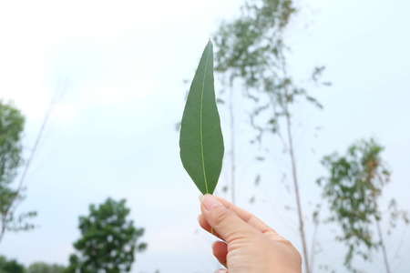 Pick up the green leafの写真素材