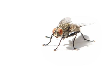 Diptera (House Fly) On White Backgroundの写真素材