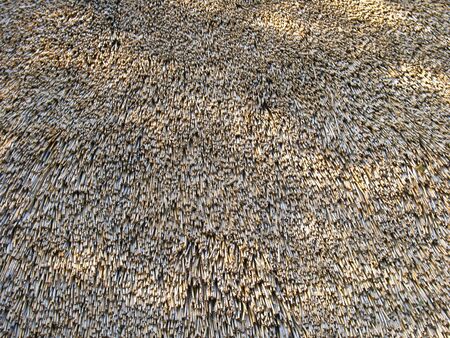 Thached roof from a house as backgroundの写真素材