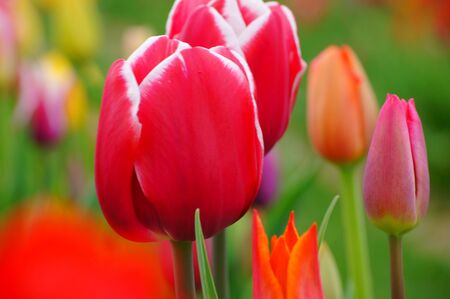 Tulips の写真素材