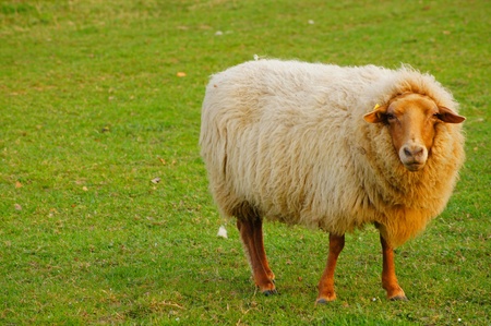 Sheep with a brown head                の写真素材