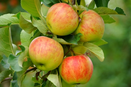 Apples on a apple tree in a orchardの写真素材