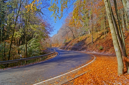      Forest in autumn               の写真素材