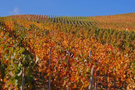 Grapevines in autumn                  の写真素材