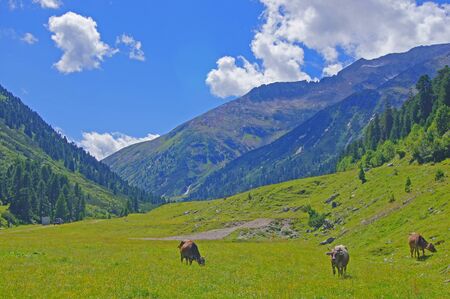 Cows on a alpine meadow in Austria                  の写真素材