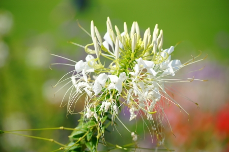 Agapanthusの写真素材