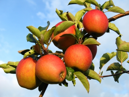 Applesの写真素材