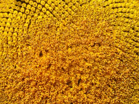 Close-up of a sunflower as backgroundの写真素材