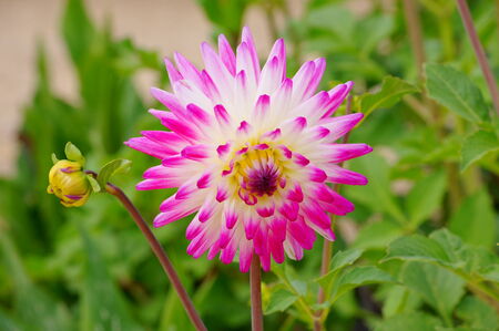 Dahliaの写真素材