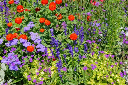 Flowersの写真素材