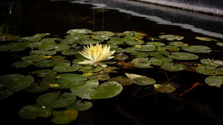 Water lily in a pond with plantsの写真素材