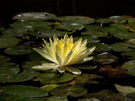 Closeup to a yellow water lily in a pondの写真素材