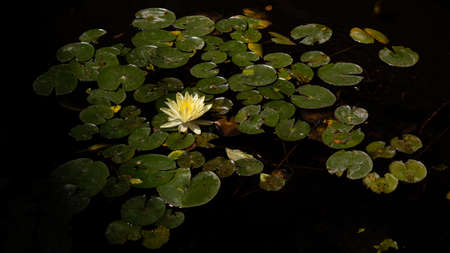 Yellow water lily in a pondの写真素材