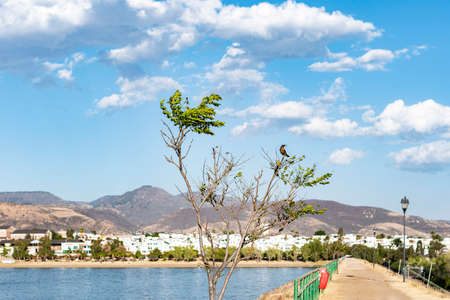 QuÃ­scalo or Zanate bird on a tree in the LeÃ³n Guanajuato palote dam. Birds concept.