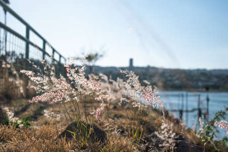 Plants at the edge of the Palote dam in Parque Metropolitano de LeÃ³n, Guanajuato, Mexico. Nature concept. Mexican tourism.の写真素材