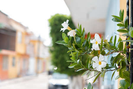 White flowers in domestic window box. Streets of Salamanca, Guanajuato, Mexico. Urban concept.の写真素材