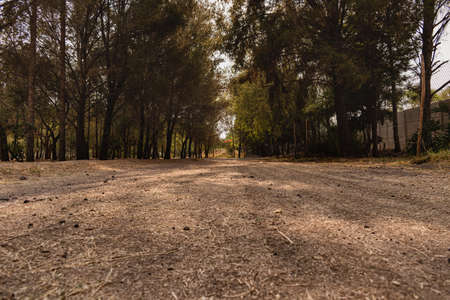 Wooded path in Ecoparque ecological park in Salamanca, Guanajuato, Mexico. Outdoors Concept.の写真素材