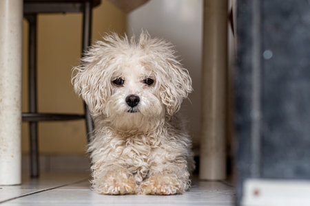 White Poodle puppy in entrance of Mexican house. Pets concept.