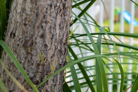 Shoots elephant foot plant. Gardening concept.の写真素材