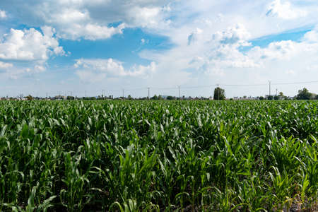 Sown field in Salamanca, Guanajuato, Mexico. Agriculture concept.の写真素材