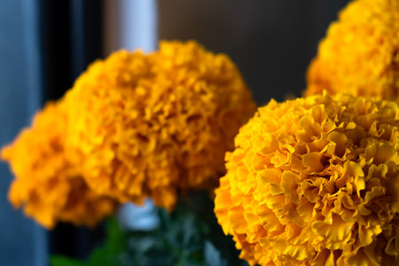 Cempasuchil flowers for altar, Mexican culture. Day of the Dead.の写真素材