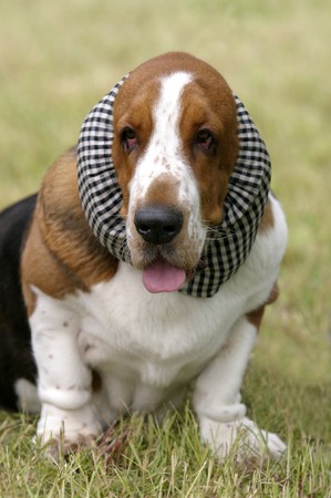 cute bloodhound dog