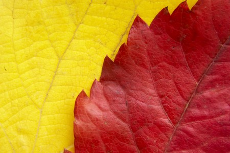 close up of yellow leavesの写真素材