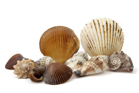 close up of seashell on white backgroundの写真素材 [40004297271] - イメージマート