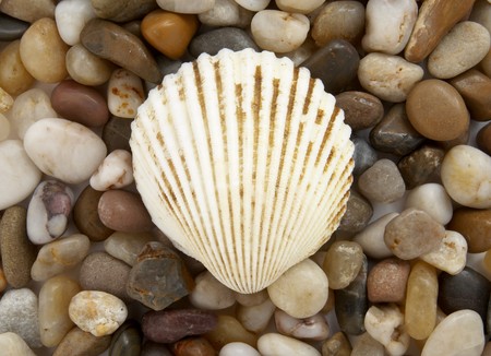 close up of seashell on beachの写真素材 [40004297279] - イメージマート
