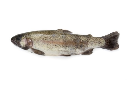 closeup of fish on white backgroundの写真素材