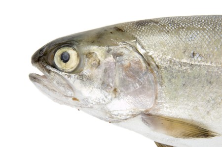 closeup of fish on white background